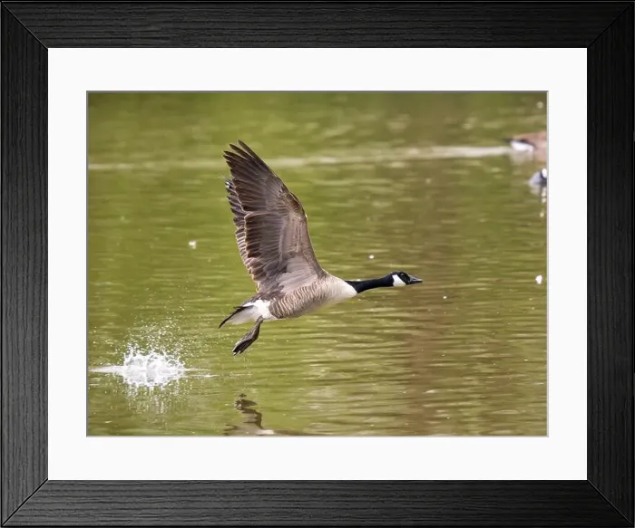 Framed Print : Canada Goose Taking Off on a Lake