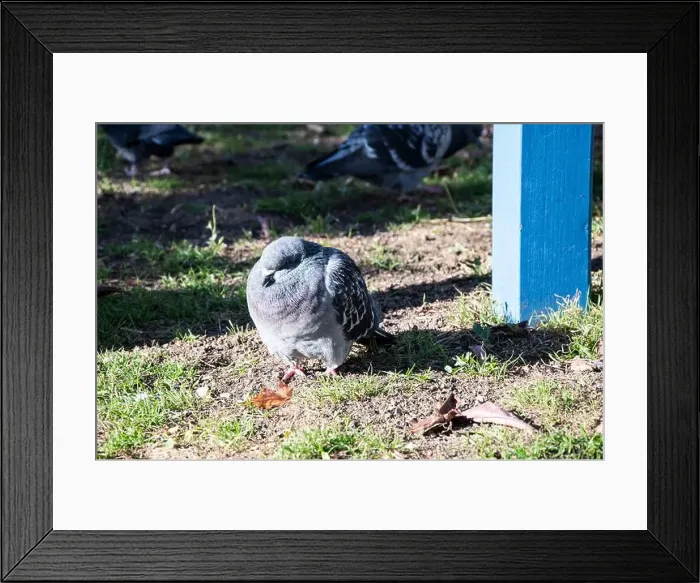 Framed Print : Pigeon knows as rat of the sky in the garden at Bobbie Rosenfeld Park on Bremner Boulevard in downtown Toronto Framed Print : Pigeon knows as rat of the sky in the garden at Bobbie Rosenfeld Park on Bremner Boulevard in downtown Toronto