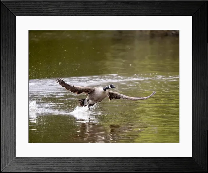Framed Print : Canada Goose Taking Off on a Lake Framed Print : Canada Goose Taking Off on a Lake