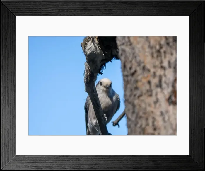 Framed Print : close-up of a Canada jay (Perisoreus canadensis), also known as the grey jay, gray jay, camp robber, or whisky jack Framed Print : close-up of a Canada jay (Perisoreus canadensis), also known as the grey jay, gray jay, camp robber, or whisky jack