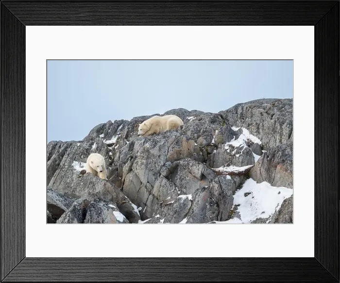 Framed Print : Two polar bears climbing on the rocks along the Hudson Bay just outside of Churchill, Manitoba, in November Framed Print : Two polar bears climbing on the rocks along the Hudson Bay just outside of Churchill, Manitoba, in November