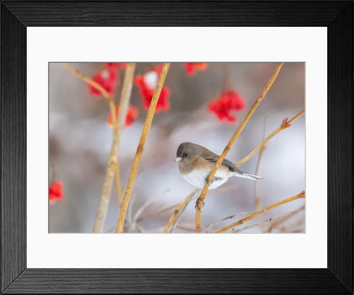 Framed Print : Pink-sided dark-eyed junco (Junco hyemalis) in winter