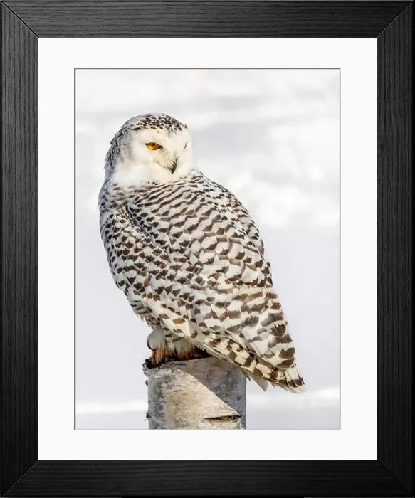Framed Print : Snowy owl (Bubo scandiacus) perching on a pole on a cold winter morning, Southern Ontario Framed Print : Snowy owl (Bubo scandiacus) perching on a pole on a cold winter morning, Southern Ontario