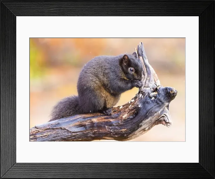 Framed Print : Black eastern gray squirrel (Sciurus carolinensis) in winter Framed Print : Black eastern gray squirrel (Sciurus carolinensis) in winter