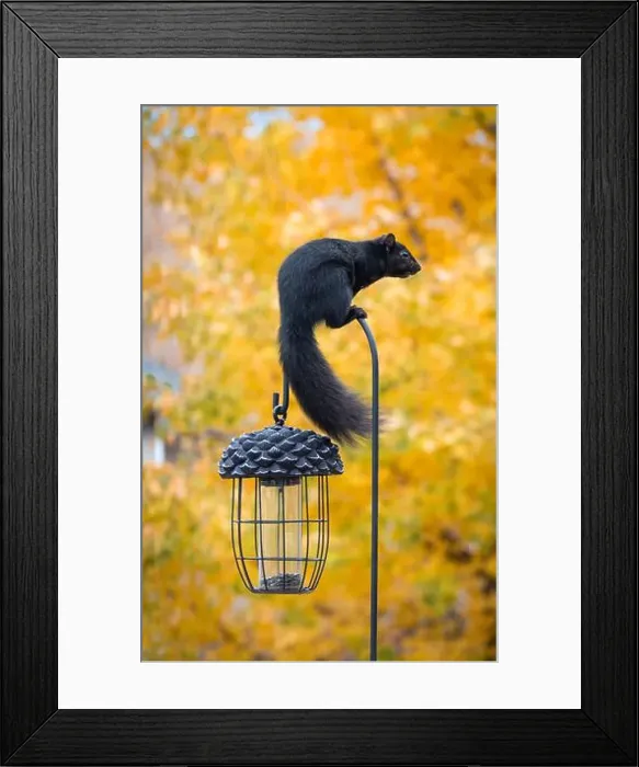 Framed Print : Black squirrel sitting on top of a bird feeder hook on a fall day Framed Print : Black squirrel sitting on top of a bird feeder hook on a fall day