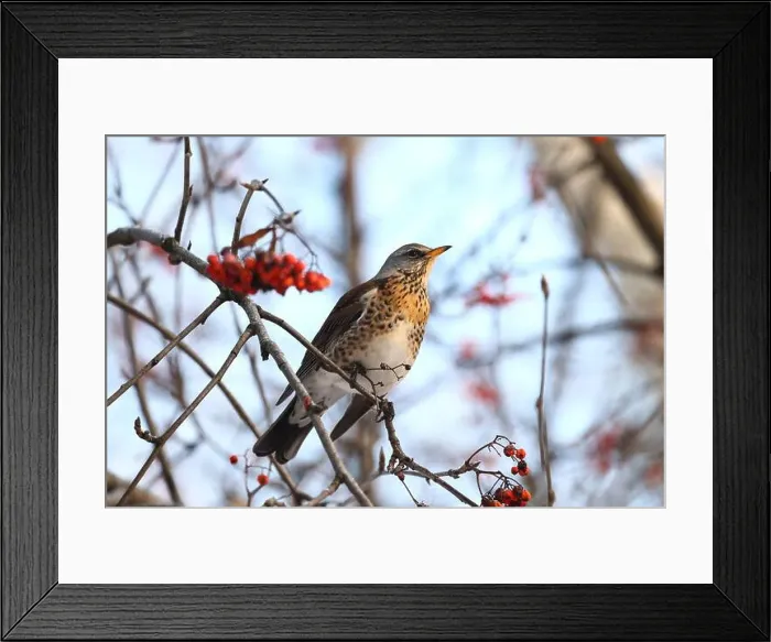 Framed Print : Thrush in winter forest Framed Print : Thrush in winter forest