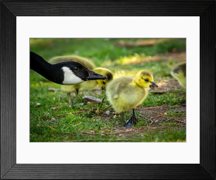 Framed Print : Canadian Goose Mom and Gosling Framed Print : Canadian Goose Mom and Gosling