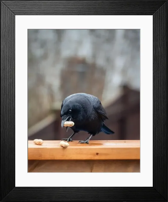 Framed Print : Close up of black crow corvus bird eating peanuts on deck railing Framed Print : Close up of black crow corvus bird eating peanuts on deck railing