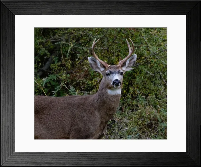Framed Print : Portrait of a deer standing in the forest, Saturna Island, Southern Gulf Islands, British Columbia, Canada Framed Print : Portrait of a deer standing in the forest, Saturna Island, Southern Gulf Islands, British Columbia, Canada
