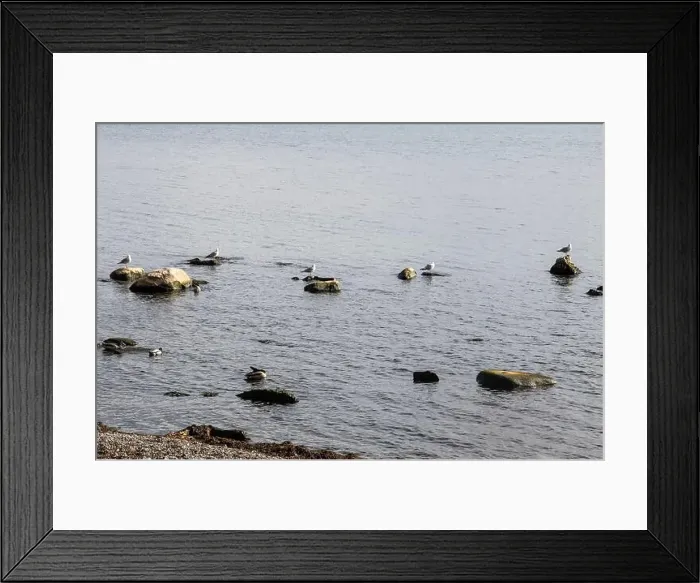 Framed Print : Seagulls sitting on rocks on the beach at Jack Darling Memorial Park in Port Credit Framed Print : Seagulls sitting on rocks on the beach at Jack Darling Memorial Park in Port Credit
