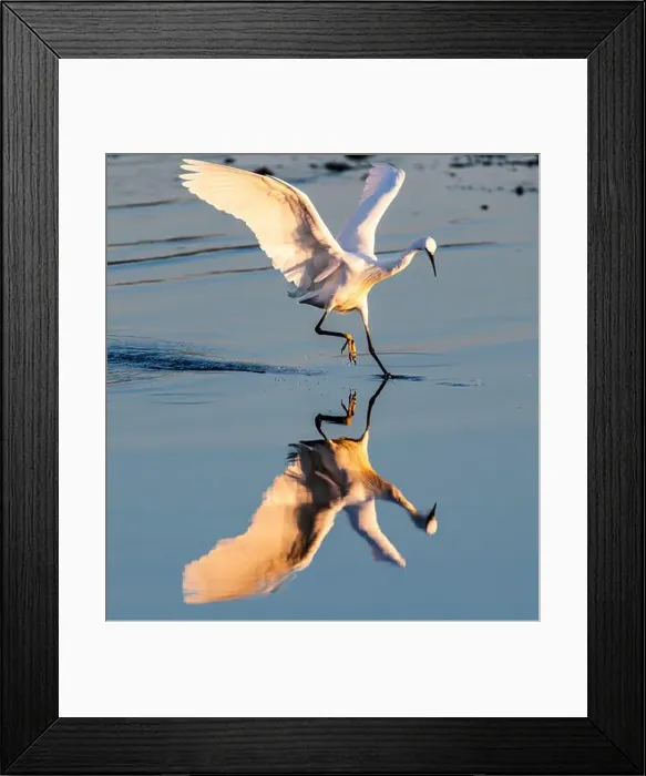 Framed Print : Reflection of an egret trying to catch fish in the water. White Heron reflecting the sun with its white wings Framed Print : Reflection of an egret trying to catch fish in the water. White Heron reflecting the sun with its white wings