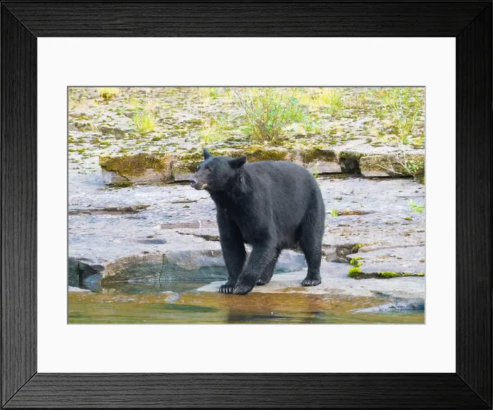 Framed Print : Black Bear standing by a river hunting salmon, Vancouver Island, British Columbia, Canada Framed Print : Black Bear standing by a river hunting salmon, Vancouver Island, British Columbia, Canada