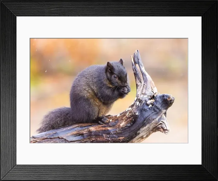 Framed Print : Black eastern gray squirrel (Sciurus carolinensis) in winter Framed Print : Black eastern gray squirrel (Sciurus carolinensis) in winter
