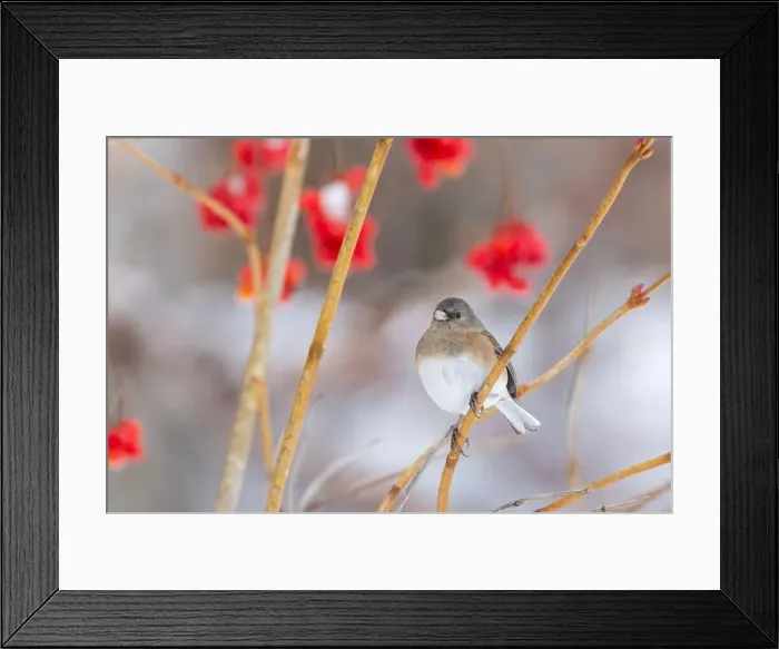 Framed Print : Pink-sided dark-eyed junco (Junco hyemalis) in winter Framed Print : Pink-sided dark-eyed junco (Junco hyemalis) in winter