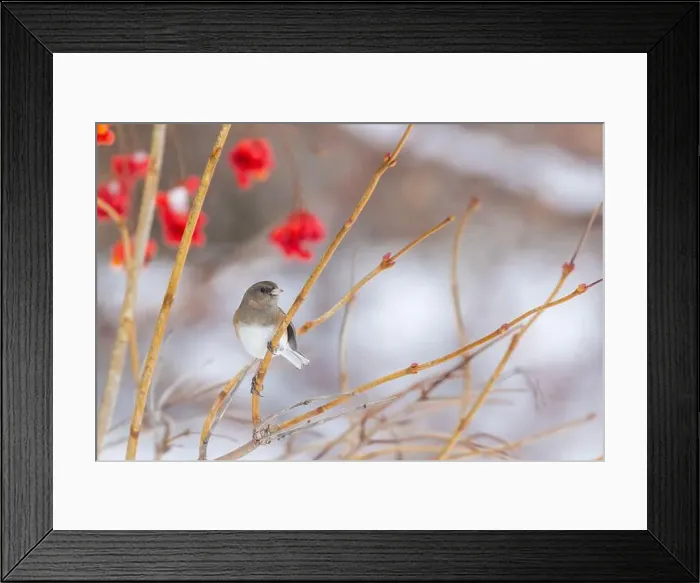 Framed Print : Pink-sided dark-eyed junco (Junco hyemalis) in winter Framed Print : Pink-sided dark-eyed junco (Junco hyemalis) in winter