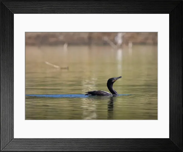 Framed Print : A black bird is swimming in a lake. The water is calm and the bird is the only one in the scene Framed Print : A black bird is swimming in a lake. The water is calm and the bird is the only one in the scene