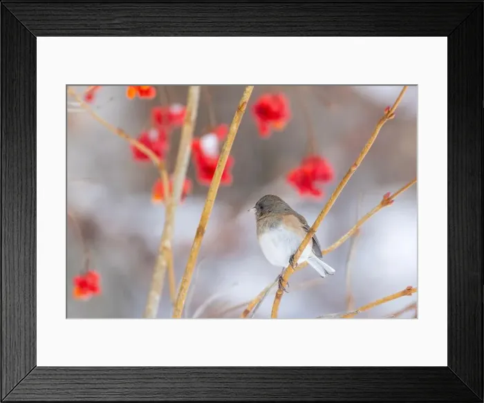 Framed Print : Pink-sided dark-eyed junco (Junco hyemalis) in winter Framed Print : Pink-sided dark-eyed junco (Junco hyemalis) in winter