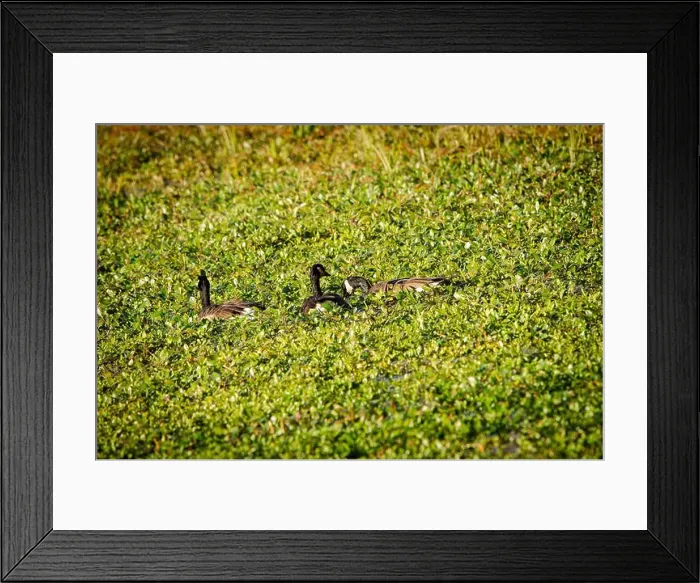 Framed Print : Group of Canada Goose swimming Framed Print : Group of Canada Goose swimming