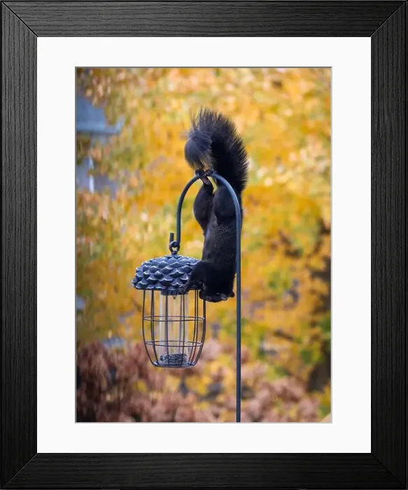 Framed Print : Black squirrel hanging upside down on bird feeder hook to on fall day Framed Print : Black squirrel hanging upside down on bird feeder hook to on fall day