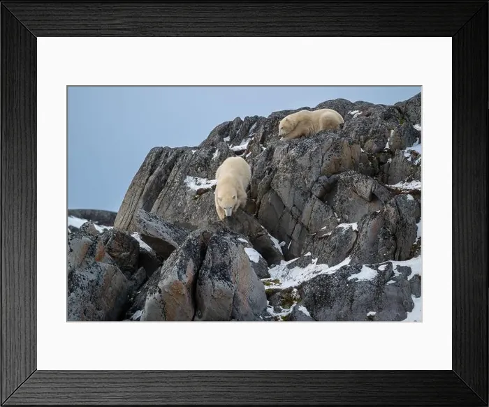 Framed Print : Two polar bears climbing on the rocks along the Hudson Bay just outside of Churchill, Manitoba, in November Framed Print : Two polar bears climbing on the rocks along the Hudson Bay just outside of Churchill, Manitoba, in November