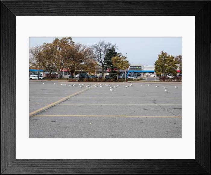 Framed Print : Seagulls sitting in a parking lot in Niagara Falls, Ontario, Canada Framed Print : Seagulls sitting in a parking lot in Niagara Falls, Ontario, Canada