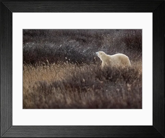 Framed Print : A polar bear makes its way though high grass and vegetation near Hudson Bay just outside of Churchill, Manitoba Framed Print : A polar bear makes its way though high grass and vegetation near Hudson Bay just outside of Churchill, Manitoba