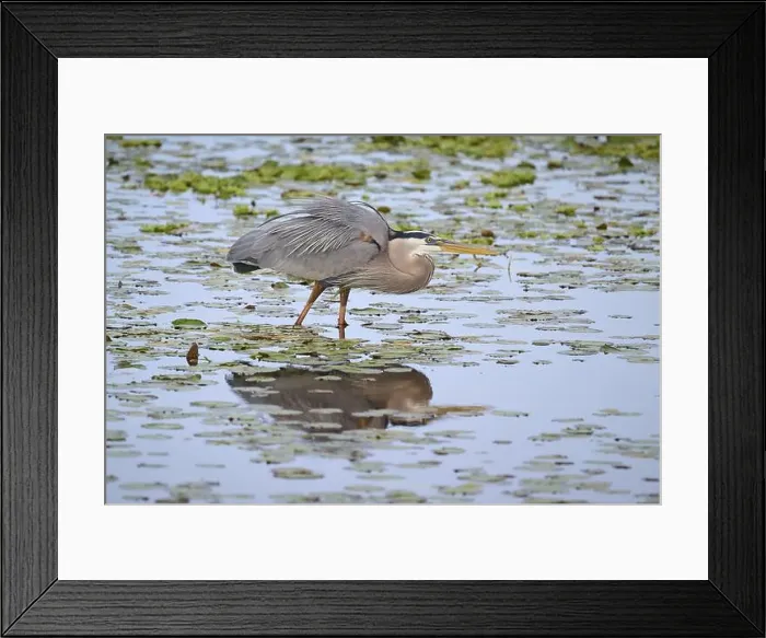 Framed Print : Canada Heron (Ardea herodias), in a marsh with lily pads Framed Print : Canada Heron (Ardea herodias), in a marsh with lily pads