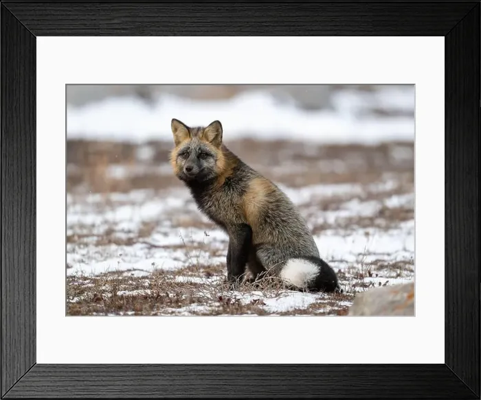 Framed Print : Cross Fox sitting on snow covered ground along the Hudson Bay Framed Print : Cross Fox sitting on snow covered ground along the Hudson Bay
