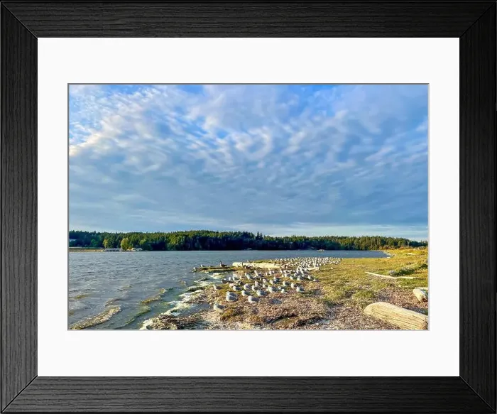 Framed Print : Seagulls on a beach near Victoria, British Columbia, Canada Framed Print : Seagulls on a beach near Victoria, British Columbia, Canada