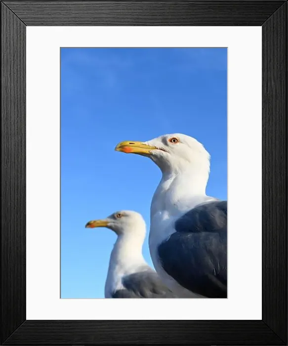 Framed Print : Gulls, birds. Seagulls against a background of blue sky Framed Print : Gulls, birds. Seagulls against a background of blue sky