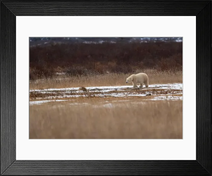 Framed Print : A polar bear makes its way though high grass and vegetation near Hudson Bay just outside of Churchill, Manitoba Framed Print : A polar bear makes its way though high grass and vegetation near Hudson Bay just outside of Churchill, Manitoba