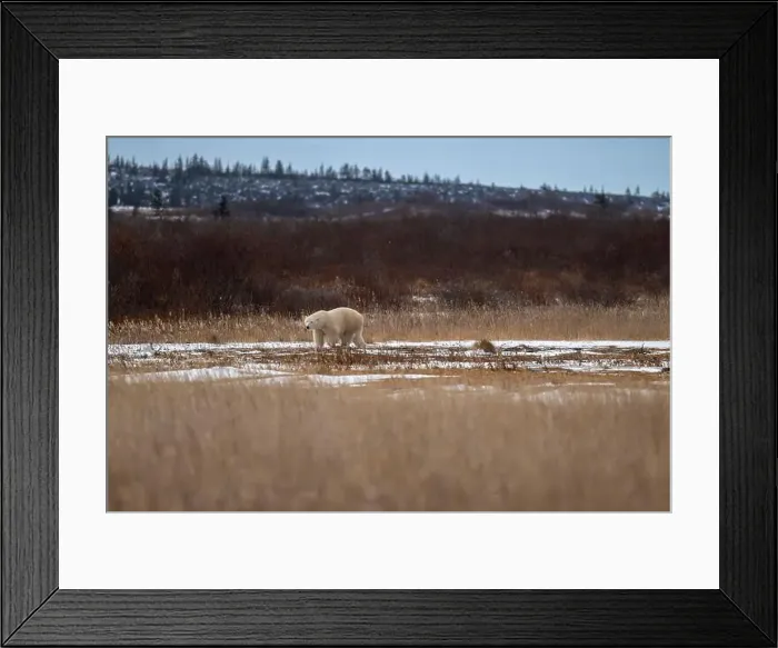 Framed Print : A polar bear makes its way though high grass and vegetation near Hudson Bay just outside of Churchill, Manitoba Framed Print : A polar bear makes its way though high grass and vegetation near Hudson Bay just outside of Churchill, Manitoba