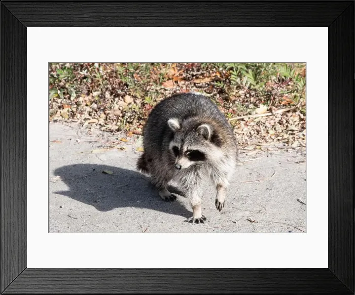 Framed Print : Raccoon on the beach at Bluffer's Park in Scarborough, Toronto, Ontario, Canada Framed Print : Raccoon on the beach at Bluffer's Park in Scarborough, Toronto, Ontario, Canada