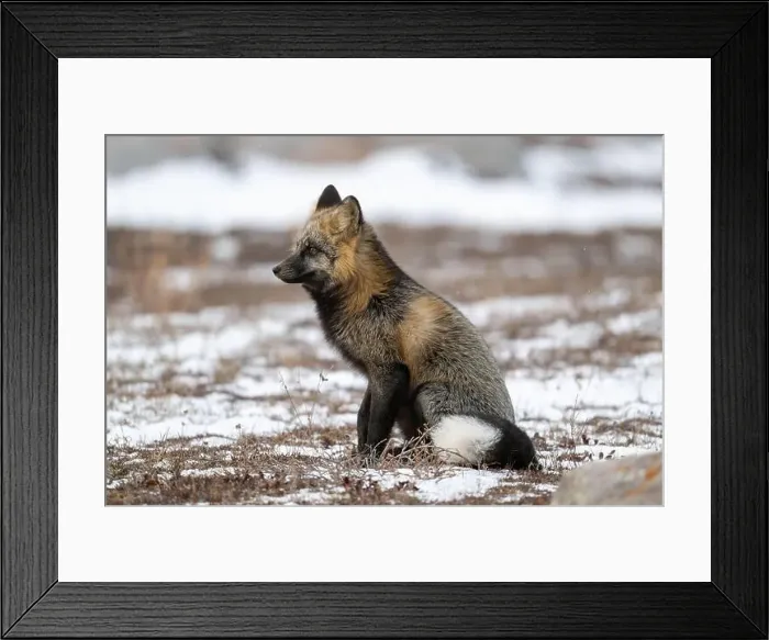 Framed Print : Cross Fox sitting on snow covered ground along the Hudson Bay Framed Print : Cross Fox sitting on snow covered ground along the Hudson Bay