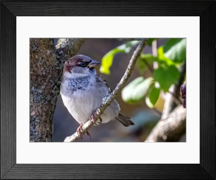Framed Print : A White-throated Sparrow isolated on a tree branch in Southwestern Ontario, Canada Framed Print : A White-throated Sparrow isolated on a tree branch in Southwestern Ontario, Canada