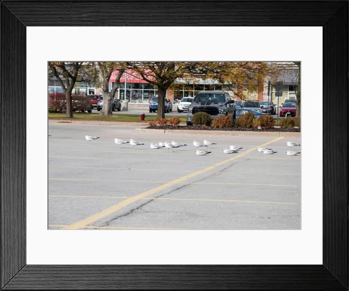 Framed Print : Seagulls sitting in a parking lot in Niagara Falls, Ontario, Canada Framed Print : Seagulls sitting in a parking lot in Niagara Falls, Ontario, Canada