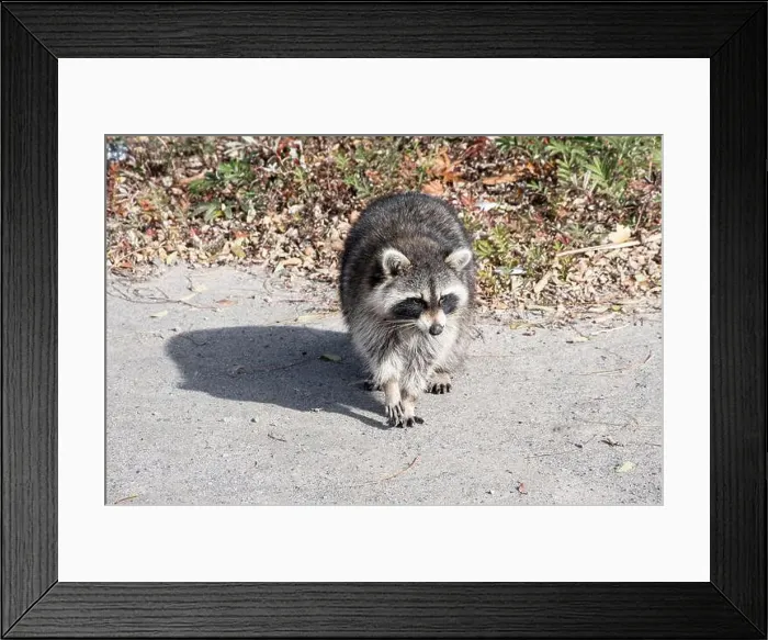 Framed Print : Raccoon on the beach at Bluffer's Park in Scarborough, Toronto, Ontario, Canada Framed Print : Raccoon on the beach at Bluffer's Park in Scarborough, Toronto, Ontario, Canada