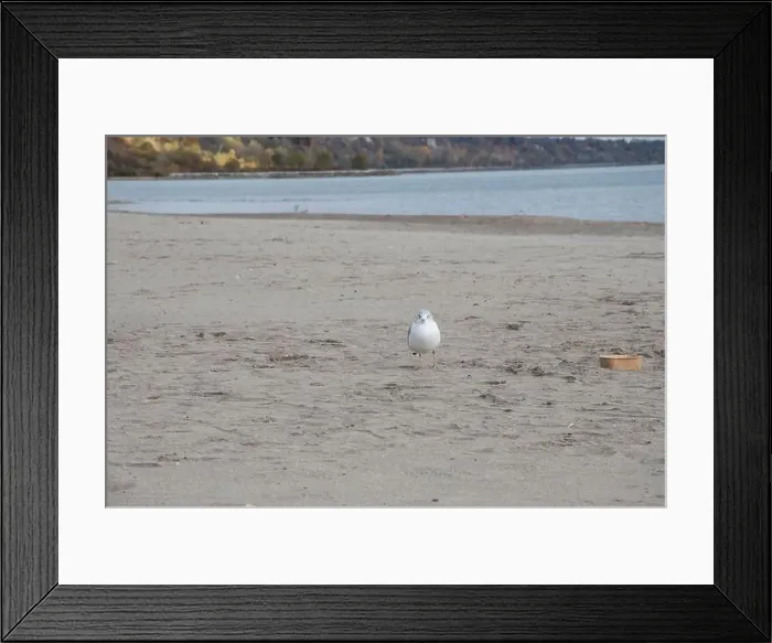 Framed Print : Seagull at Bluffer's Park Beach in Scarborough, Toronto, Ontario, Canada Framed Print : Seagull at Bluffer's Park Beach in Scarborough, Toronto, Ontario, Canada