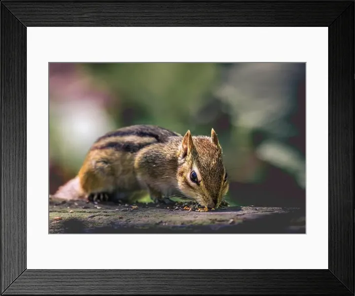 Framed Print : Close up of Eastern chipmunk eating grains in the forest