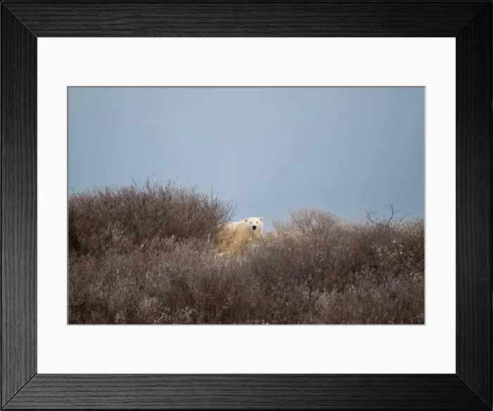 Framed Print : A polar bear on top of a hillside just outside of Churchill, Manitoba, in October Framed Print : A polar bear on top of a hillside just outside of Churchill, Manitoba, in October