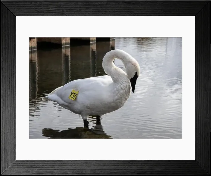 Framed Print : Trumpeter swan preening itself at the boat launch at Bluffer's Park in Scarborough, Toronto, Ontario, Canada Framed Print : Trumpeter swan preening itself at the boat launch at Bluffer's Park in Scarborough, Toronto, Ontario, Canada