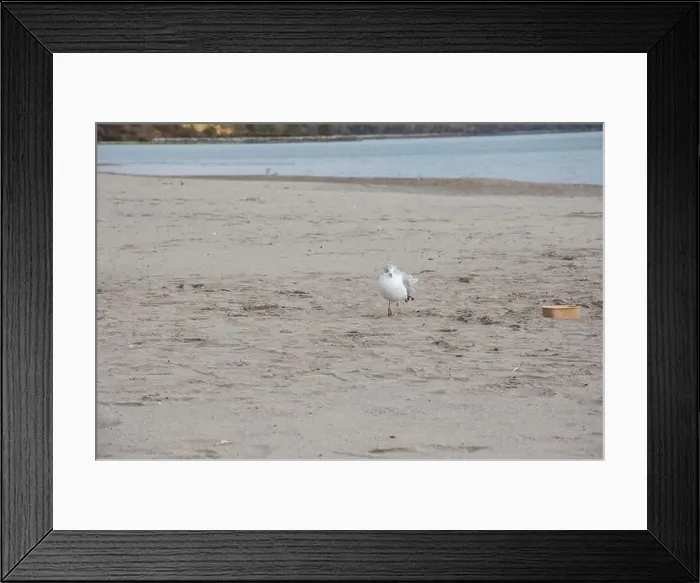 Framed Print : Seagull at Bluffer's Park Beach in Scarborough, Toronto, Ontario, Canada Framed Print : Seagull at Bluffer's Park Beach in Scarborough, Toronto, Ontario, Canada