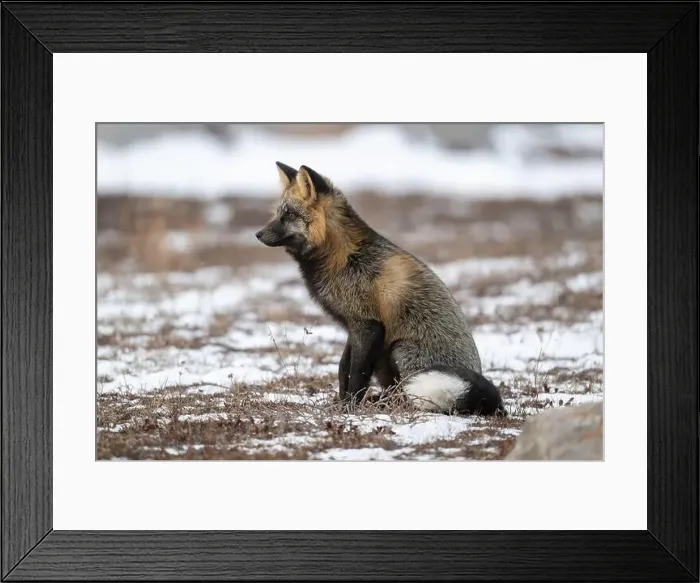 Framed Print : Cross Fox sitting on snow covered ground along the Hudson Bay Framed Print : Cross Fox sitting on snow covered ground along the Hudson Bay