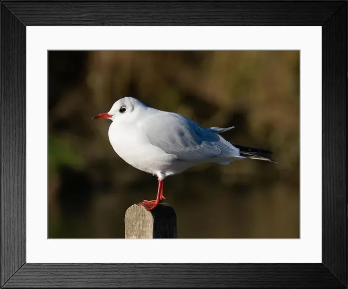 Framed Print : Black headed gull [ Chroicocephhalus ridibundus ] in the Severn estuary UK