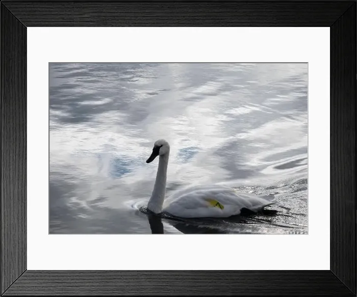 Framed Print : Trumpeter swan preening itself at the boat launch at Bluffer's Park in Scarborough, Toronto, Ontario, Canada Framed Print : Trumpeter swan preening itself at the boat launch at Bluffer's Park in Scarborough, Toronto, Ontario, Canada