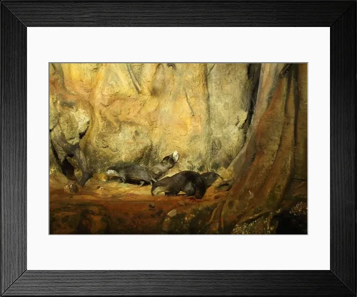 Framed Print : Lutra cinerea, Aonyx cinereus or Amblonyx cinereus lies on a stone washing. Funny Animals Framed Print : Lutra cinerea, Aonyx cinereus or Amblonyx cinereus lies on a stone washing. Funny Animals