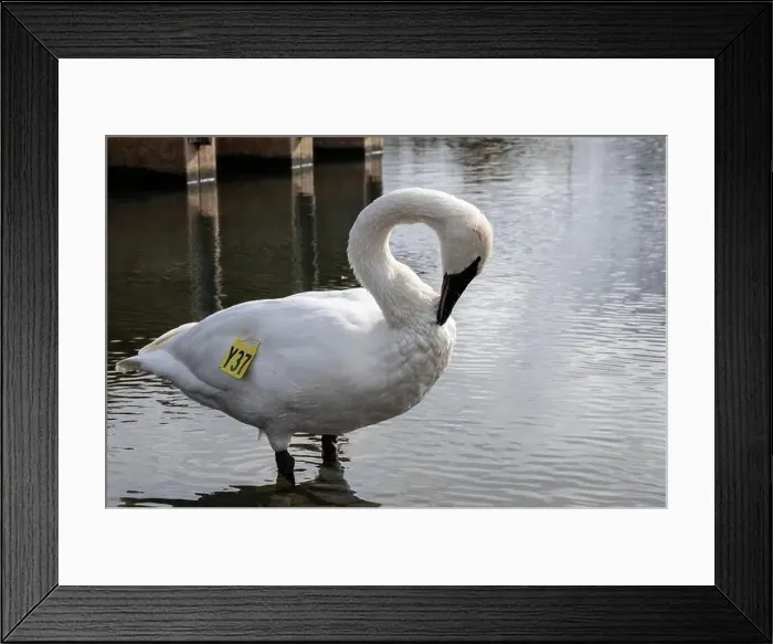 Framed Print : Trumpeter swan preening itself at the boat launch at Bluffer's Park in Scarborough, Toronto, Ontario, Canada