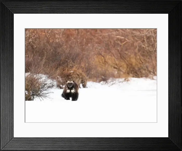Framed Print : A wolverine running along the shoreline of a frozen lake near Churchill, Manitoba Framed Print : A wolverine running along the shoreline of a frozen lake near Churchill, Manitoba