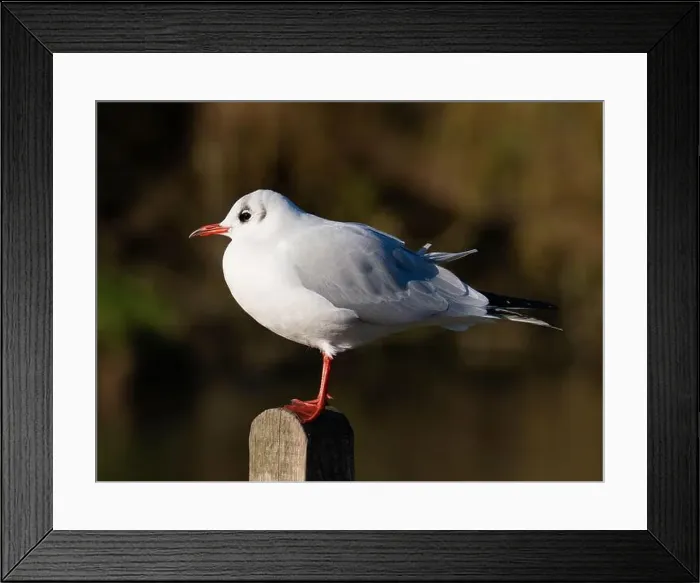Framed Print : Black headed gull [ Chroicocephhalus ridibundus ] in the Severn estuary UK