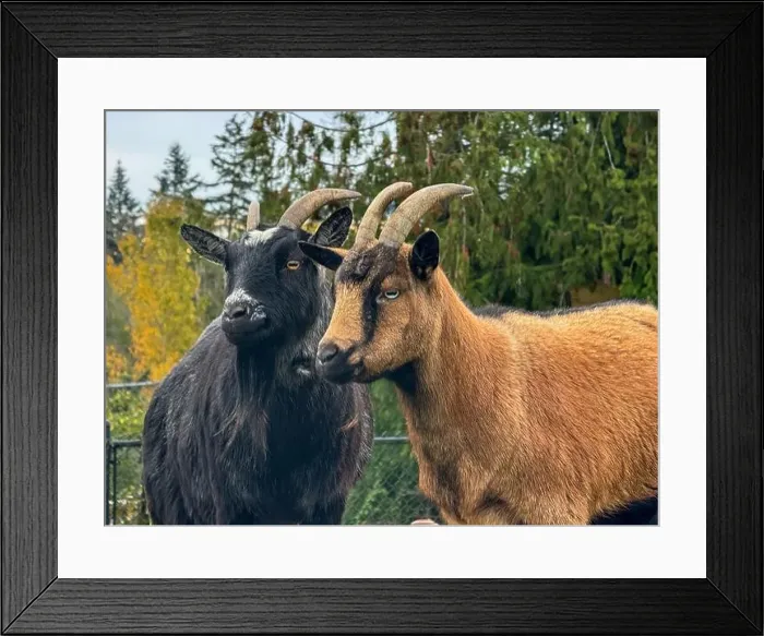 Framed Print : Portrait of a black and a brown goat standing side by side in a field, British Columbia, Canada Framed Print : Portrait of a black and a brown goat standing side by side in a field, British Columbia, Canada